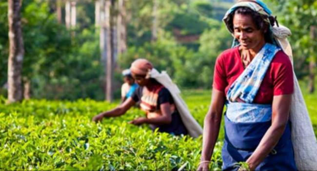 වසරේ මුල් මාස 10 තුළ වැඩිම තේ ප්‍රමාණයක් ඉරාකයට